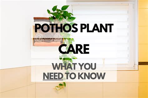 Pothos Plant Care: What You Need to Know - Hip House Plants