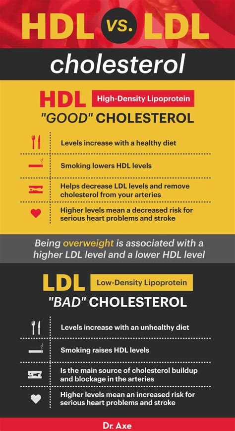 HDL Cholesterol: How to Increase 'Good' Cholesterol - Dr. Axe