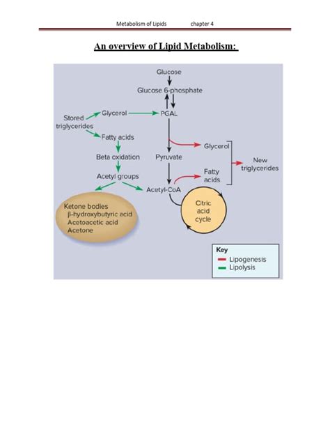 An Overview of Lipid Metabolism | Download Free PDF | Fatty Acid | Lipid