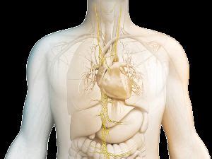 TMS Le ventre notre 2ème cerveau méthode ELER MONTPELLIER 34