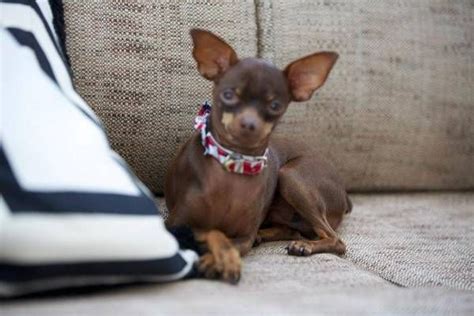 Lost Dog Chihuahua In Beverly Hills Ca Lost My Doggie Losing A Dog