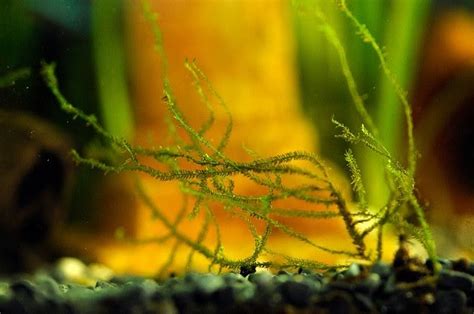 Java Moss (Vesicularia dubyana) - Aquascape Aquarium - Freshwater ...