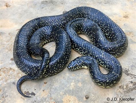 Eastern Black Kingsnake