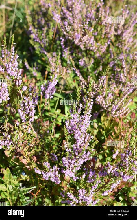 Common Heather Or Ling Hi Res Stock Photography And Images Alamy