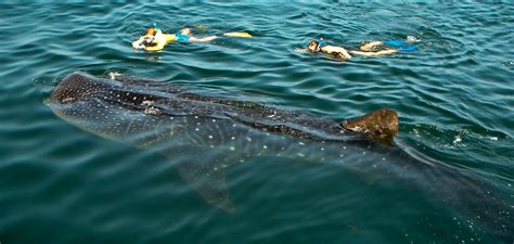 Whale Sharks Best Kodiak Bears For Worlds Largest Omnivore