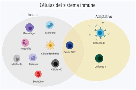 Sistema Inmunitario Humano