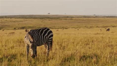 Zebra Herd, Africa Animals on African Wi... | Stock Video | Pond5