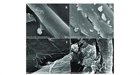 Sem Micrographs Of Untreated Rice Straw Ab And Alkali Treated Rice