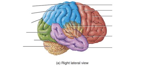 Brain Lateral View Diagram Quizlet