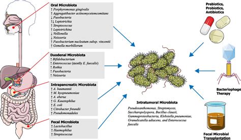 Schematic Representation Summarizing The Role Of Microbiome In The