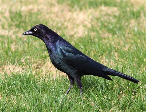 Brewer S Blackbird Euphagus Cyanocephalus 15 Feb 2014 CA Flickr