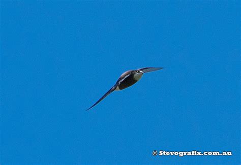 White-throated Needletail - Hirundapus caudacutus - Stevografix