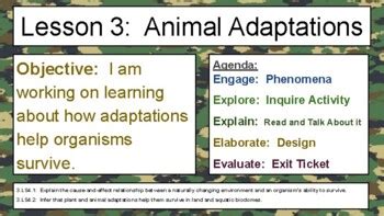 Lesson 3: Animal Adaptations (Mimicry) by Lindsay Russell | TPT