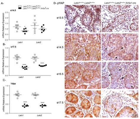 Ijms Free Full Text Targeted Disruption Of Lats1 And Lats2 In Mice