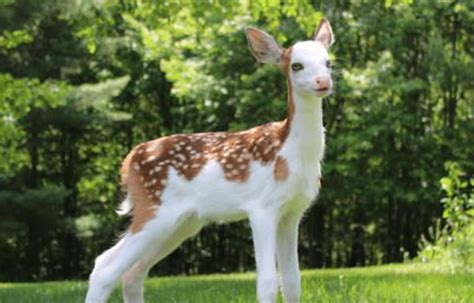 Rare Strikingly Beautiful Baby Fawn Becomes A Star After Mother Rejected Him