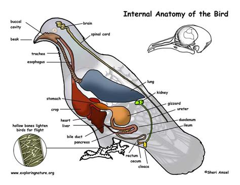 External Bird Anatomy Diagram