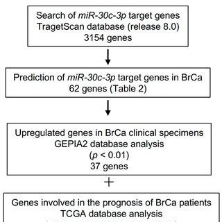 Strategy For Identification Of Mir C P And Mir C P Targets In