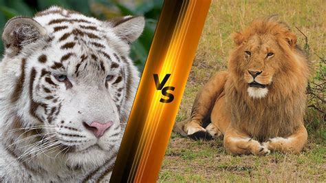 Lion vs. Tiger: Who Holds the Crown in the Animal Kingdom? | The Infox