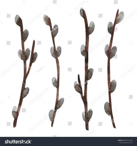 Set Hand Drawn Watercolor Pussy Willow Stock Illustration Shutterstock