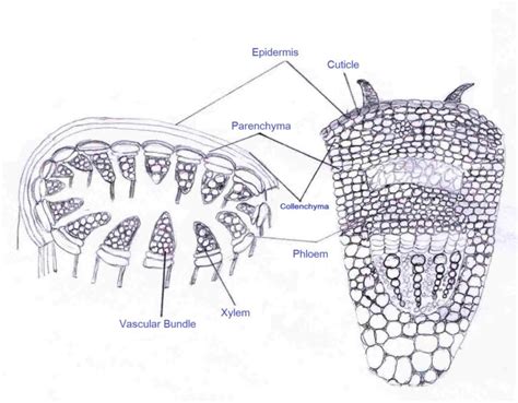 Tissues Class 9 Science Ncert Cbse Chapter 6 9thscience