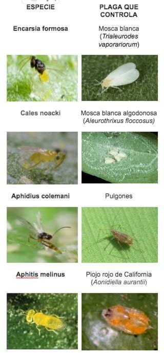 Control Biológico De Plagas Mediante Insectos Parasitoides