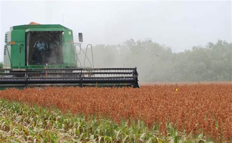 La cosecha de sorgo avanzó hasta el 76 AM990 Formosa