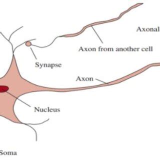 A schematic diagram of neuron. | Download Scientific Diagram