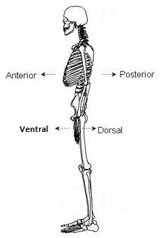 For the human head, which direction is anterior, and which direction is ventral? - Biology Stack ...