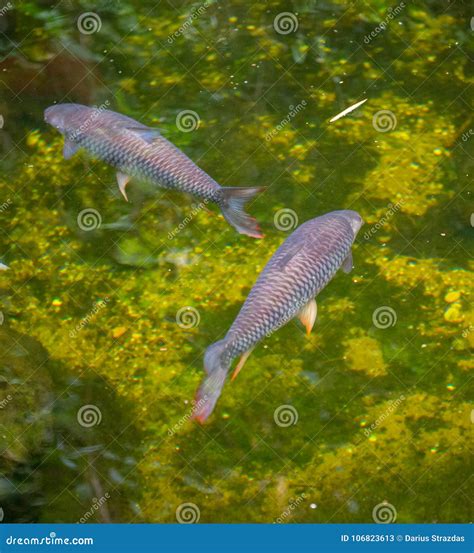 fish  zoo aquarium stock image image  close life