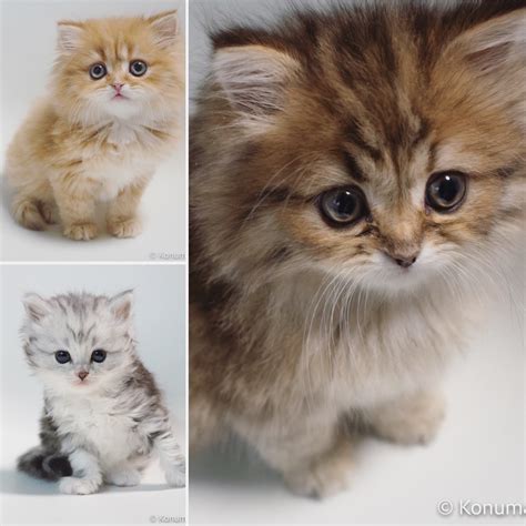 募集中の子猫（サイベリアン）まとめ - こぬまサイベリアン幼稚園日誌