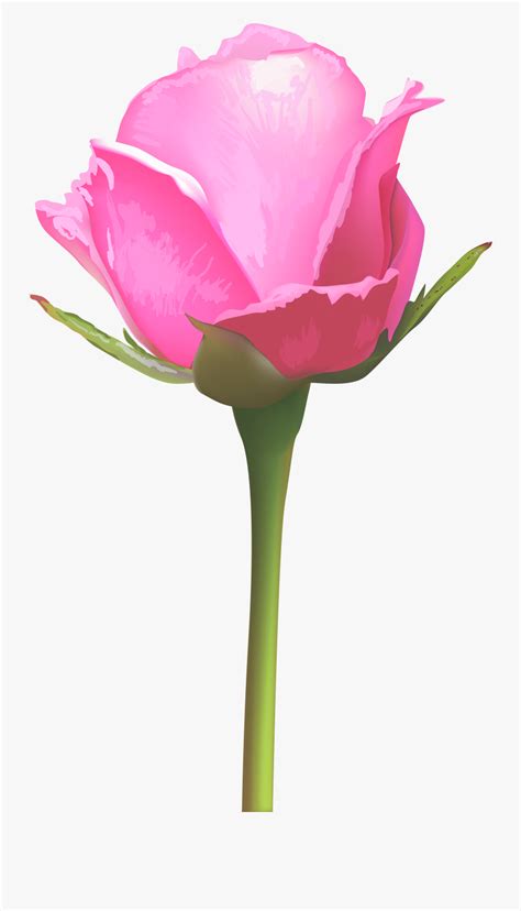 Single Pink Rose Flower Clipart Png Download Single Pink Rose