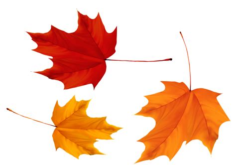 Red and Yellow Maple Leaves PNG Image - PurePNG | Free transparent CC0 ...