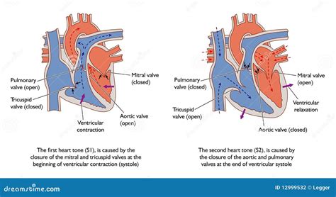 Heart Auscultation Cartoon Vector | CartoonDealer.com #13078081