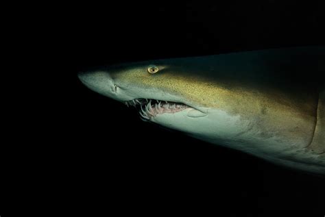 Gallery Protecting The Grey Nurse Shark Australian Geographic