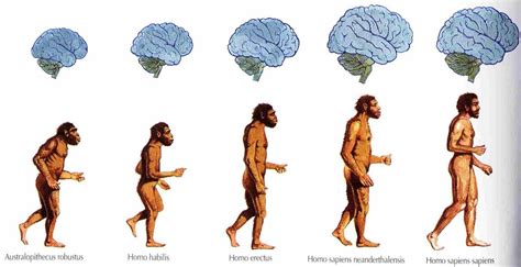 La Teor A De La Evoluci N Para Principiantes Ciencia Hist Rica