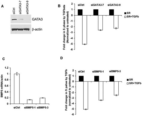 Gata3 And Bmp5 Knock Down In Miii Mammary Epithelial Cells Decrease