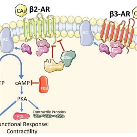 Schematic representation of β AR signaling in cardiomyocytes CAs