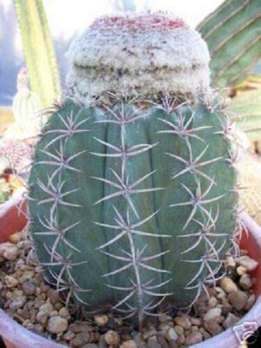 Exotic Melocactus Levitestatus Succulent Seeds Rare Cacti For Aloe