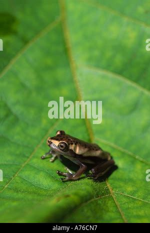 Mapa Tree Frog Hyla Geographica En Selva Amaz Nica De Ecuador