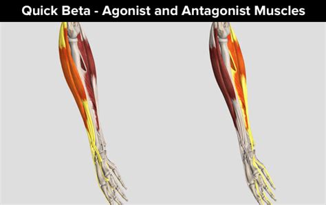 Quick Beta - Agonist and Antagonist Muscles - The Climbing Doctor