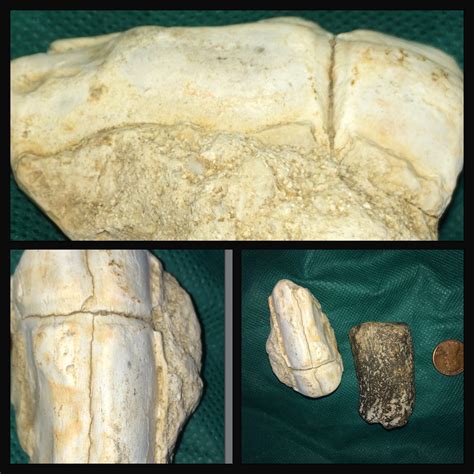Fossils, bone? Antler? Geofact? - Fossil ID - The Fossil Forum