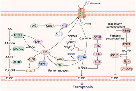 Frontiers Ferritinophagy A Form Of Autophagic Ferroptosis New