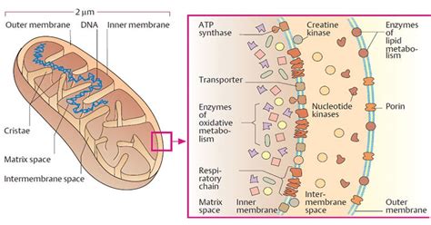 Describe the function of mitochondria