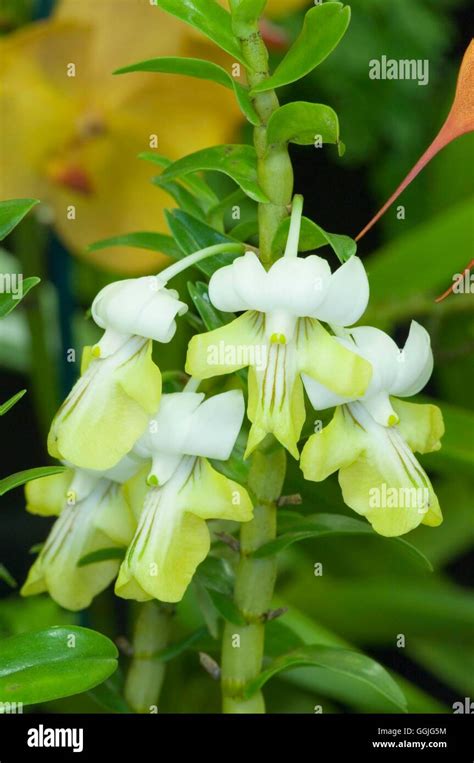 Dendrobium Ellipsophyllum Miw252326 Stock Photo Alamy