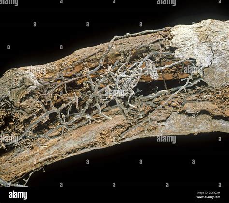 Hongo de la miel Armillaria mellea enfermedad fúngica rizomorfos