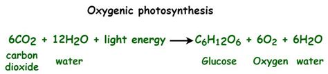 Photosynthesis Formula Properties Types Importance And Faqs