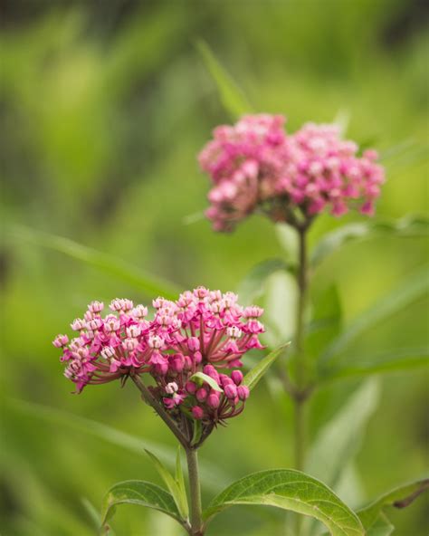 Asclepias Incarnata Swamp Milkweed — Ontario Native Plant Nursery