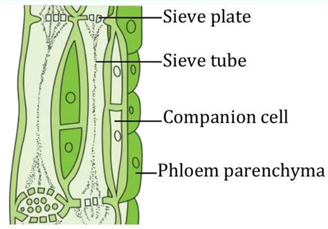 transportation  living organisms transportation  plants  animals