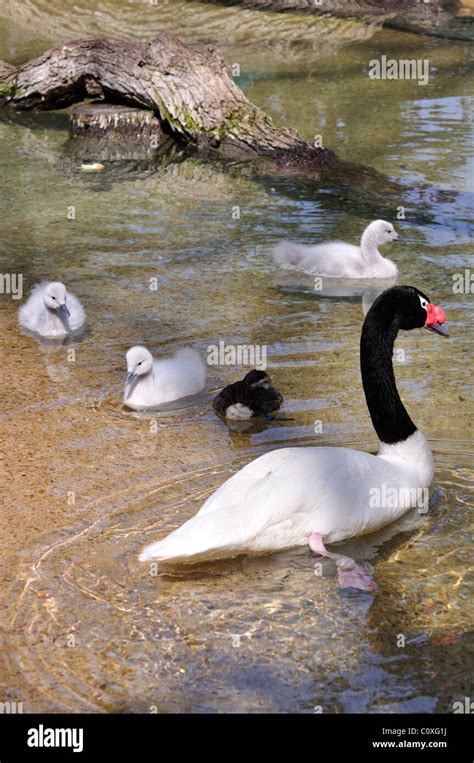 Black necked swan cygnets hi-res stock photography and images - Alamy