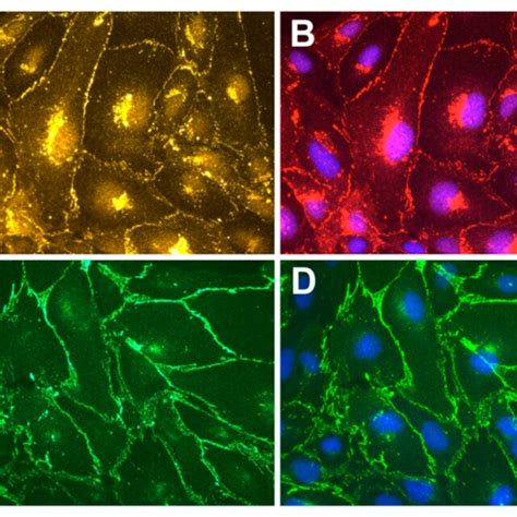 Microvascular Endothelial Cells Have Intercellular Junctions Containing Download Scientific